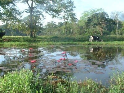 fresh water lilies